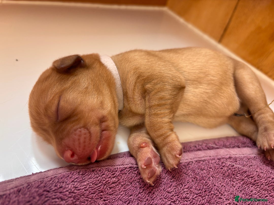 Labrador Retriever dogs for sale: KC Reg ‘Fox Red’ Labrador Retrievers  - Image 23