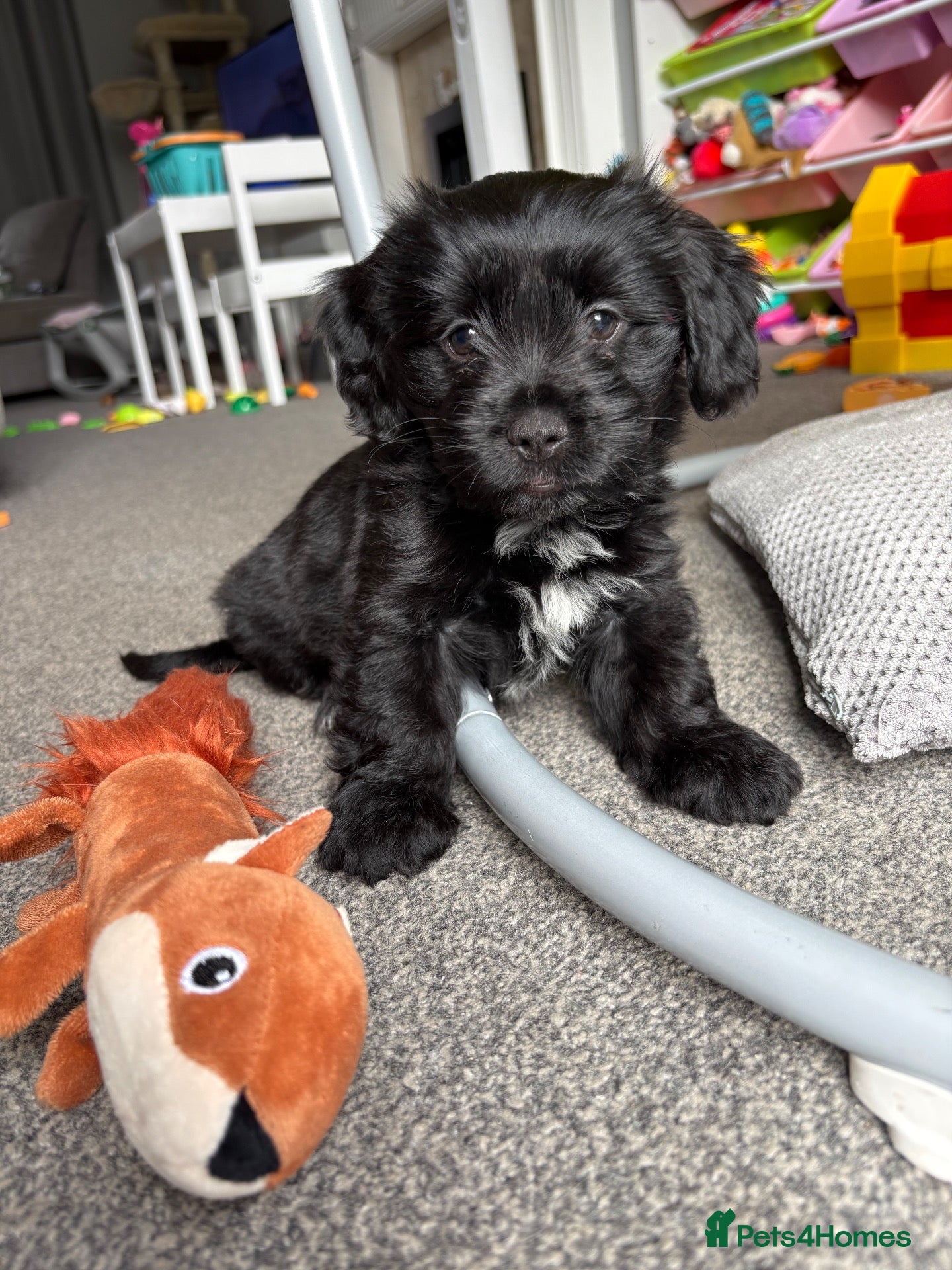 Shihpoo dogs Shihpoo puppy - Advert 1
