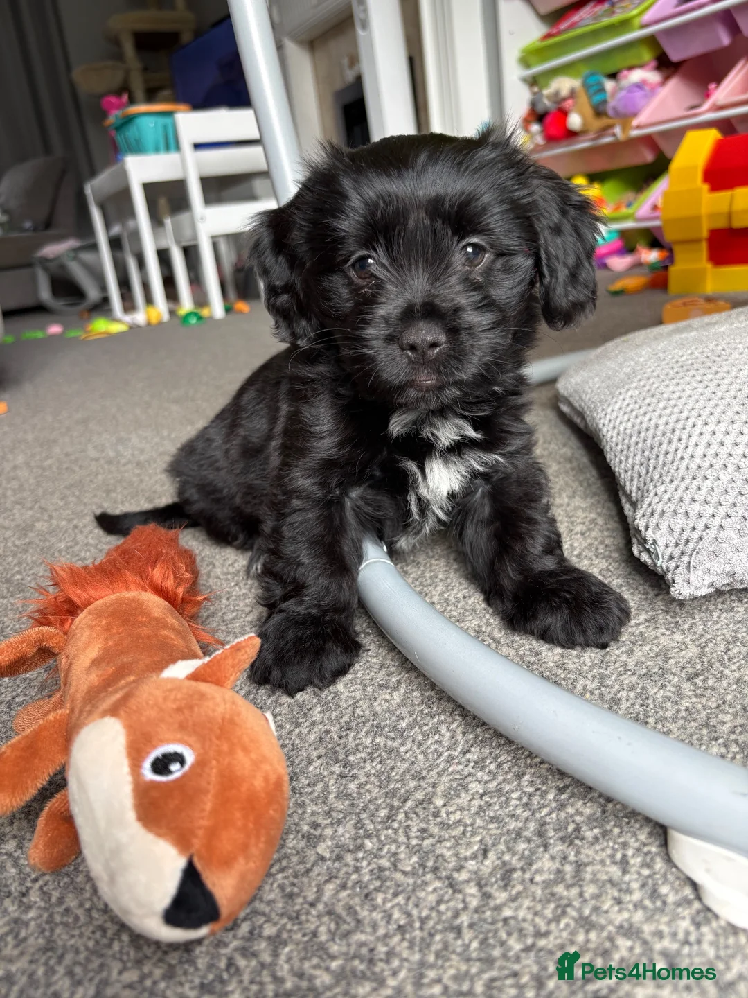 Shihpoo dogs for sale: Shihpoo puppy in Nottingham - Advert 1