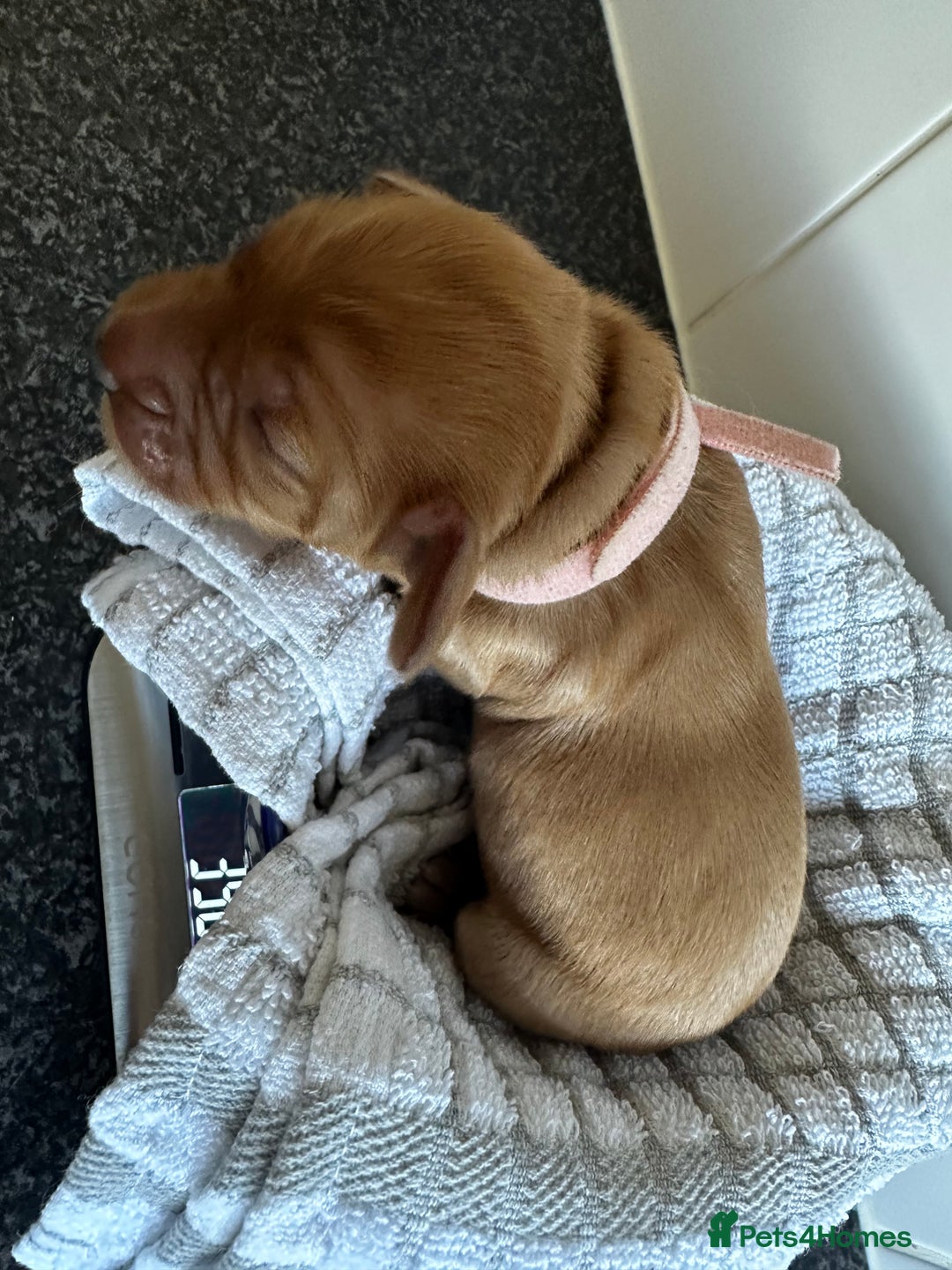 Cockapoo dogs for sale: Red & Apricot Cockapoo puppies  - Advert 17