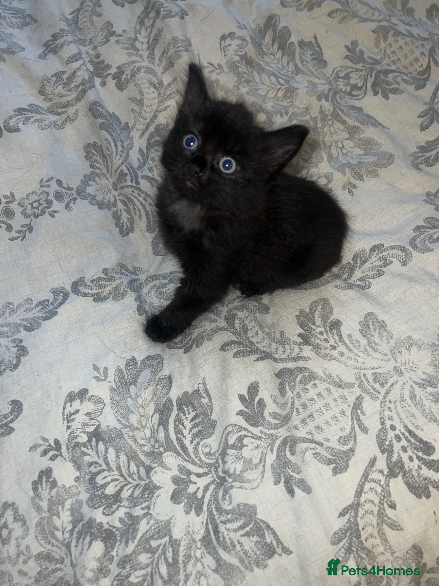 Mixed Breed cats 2 Kittens READY TO LEAVE - Advert 2