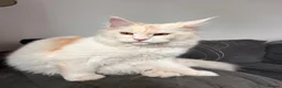 Maine Coon cats for sale: Maine coon  - Advert 5
