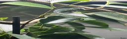 Chameleon reptiles for sale: Yemen Chameleon Babies ✅ in Dunmow - Advert 2
