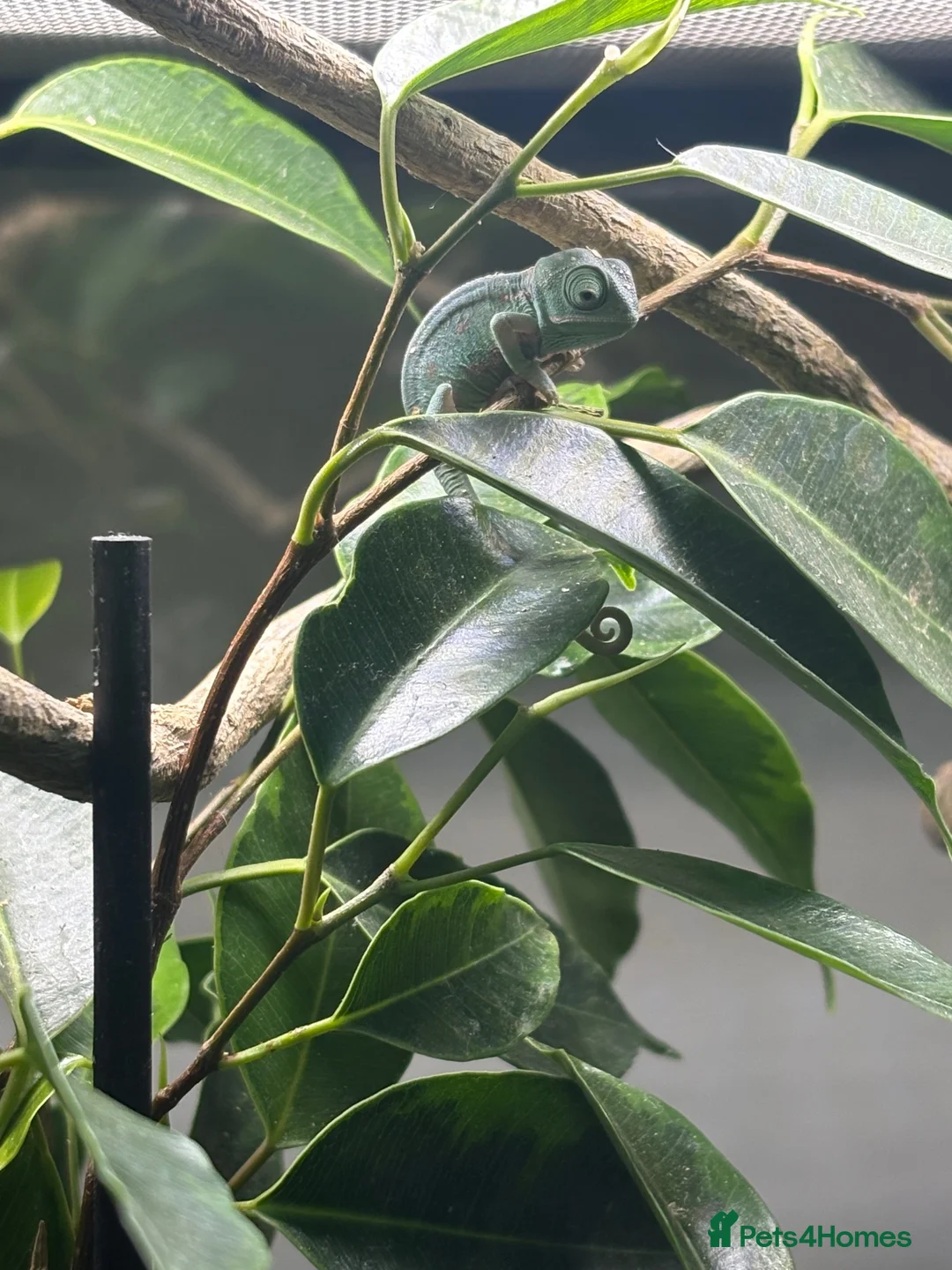 Chameleon reptiles for sale: Yemen Chameleon Babies ✅ in Dunmow - Advert 2