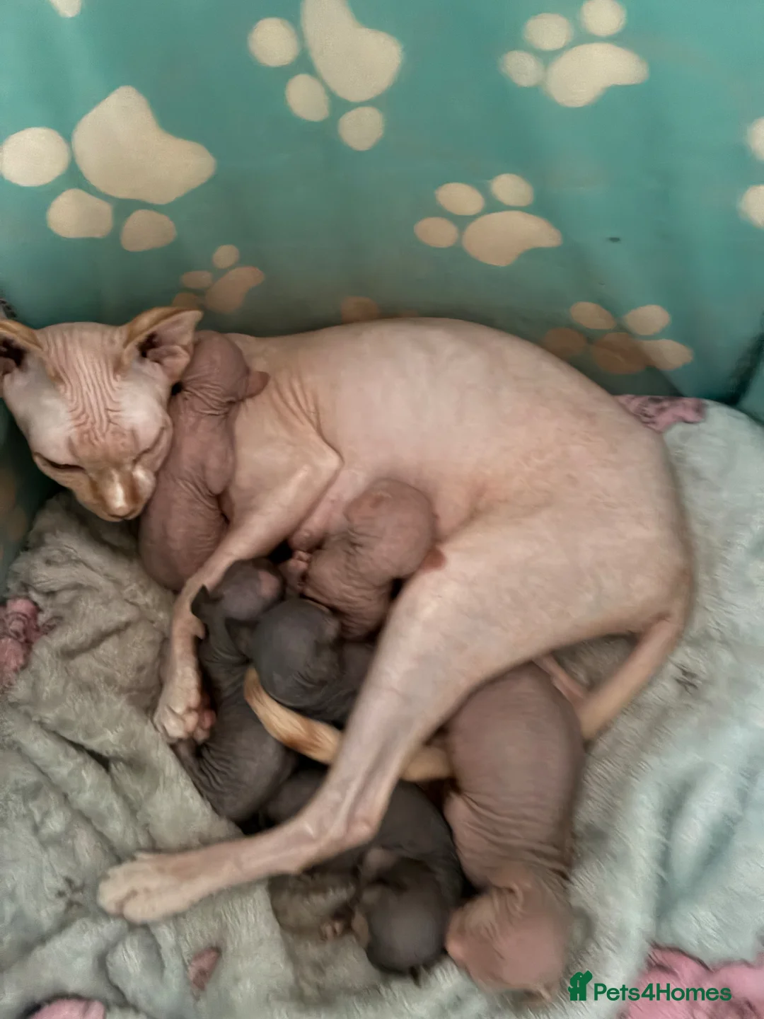 Sphynx cats for sale: Beautiful spynx kittens  - Advert 2