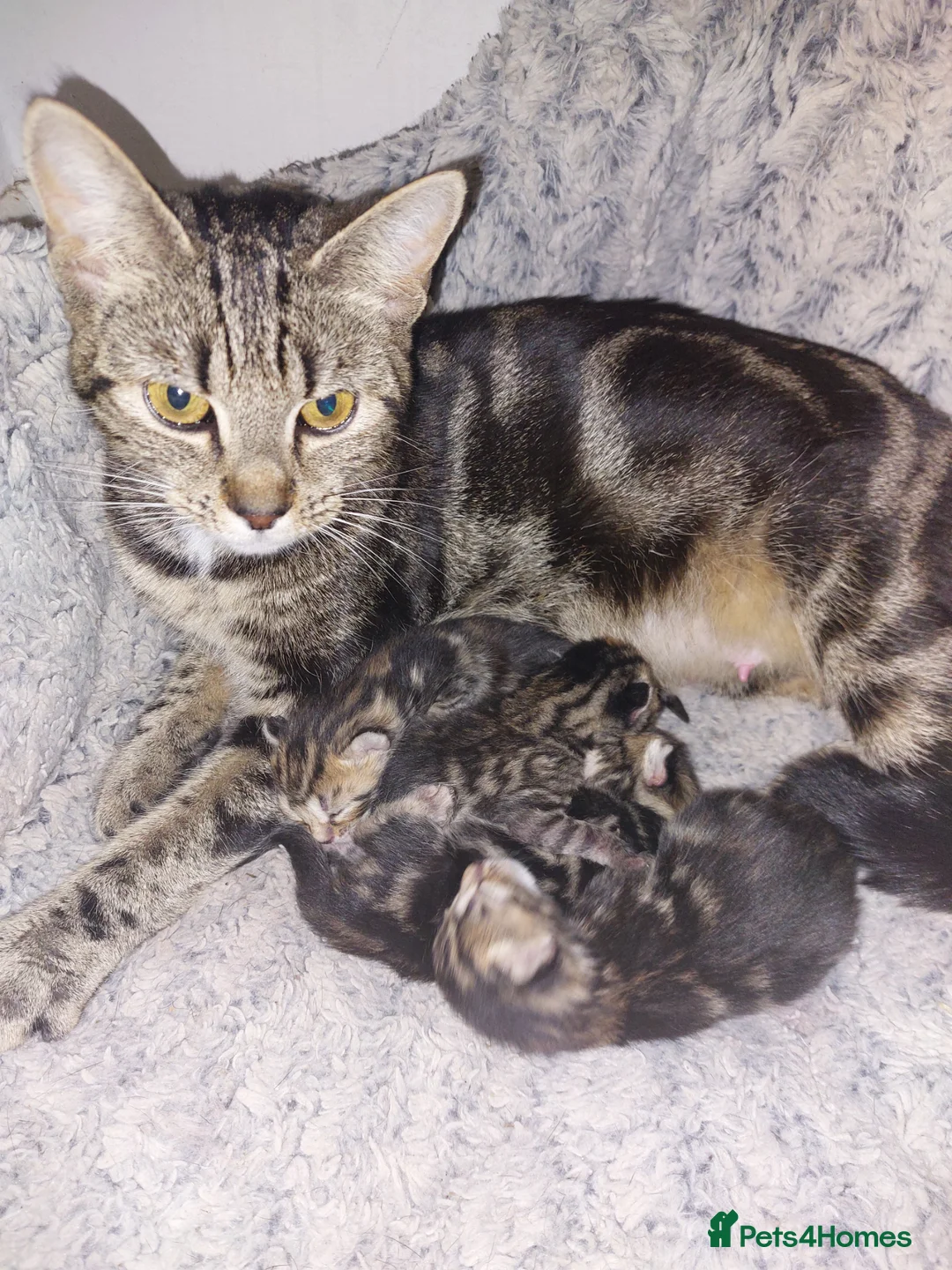 Mixed Breed cats for sale: Beautiful mixed tabby&bengal  in Clydebank - Advert 1