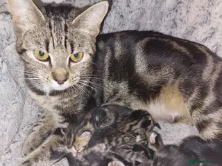 Mixed Breed cats Beautiful mixed tabby&bengal - Advert 1