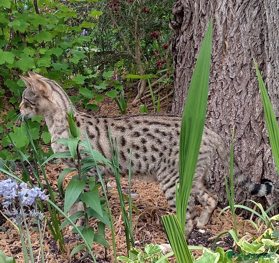 Savannah cats for sale: Pedigree Early generation TICA Reg Savannah Lady in Darlington - Image 3