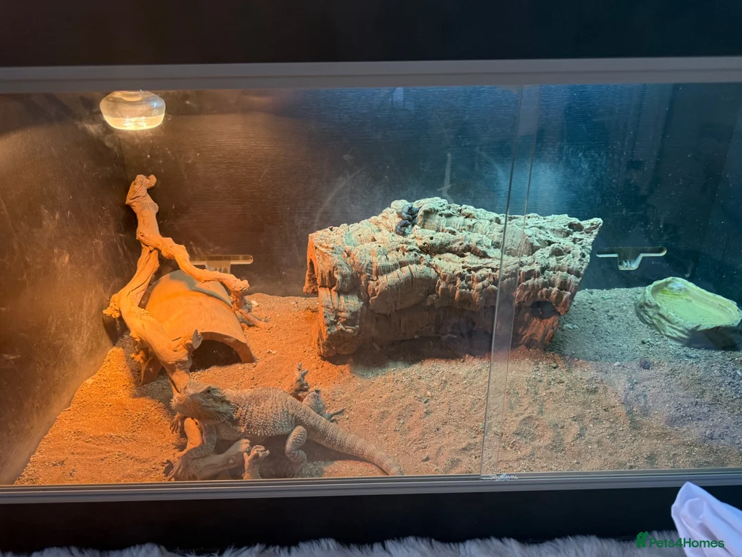 Bearded Dragon reptiles for sale: beared dragons  in Newcastle - Advert 1