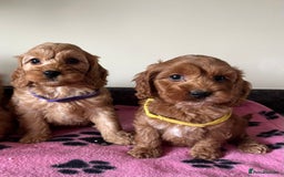 Cockapoo dogs for sale: Cockapoo puppies  - Image 11