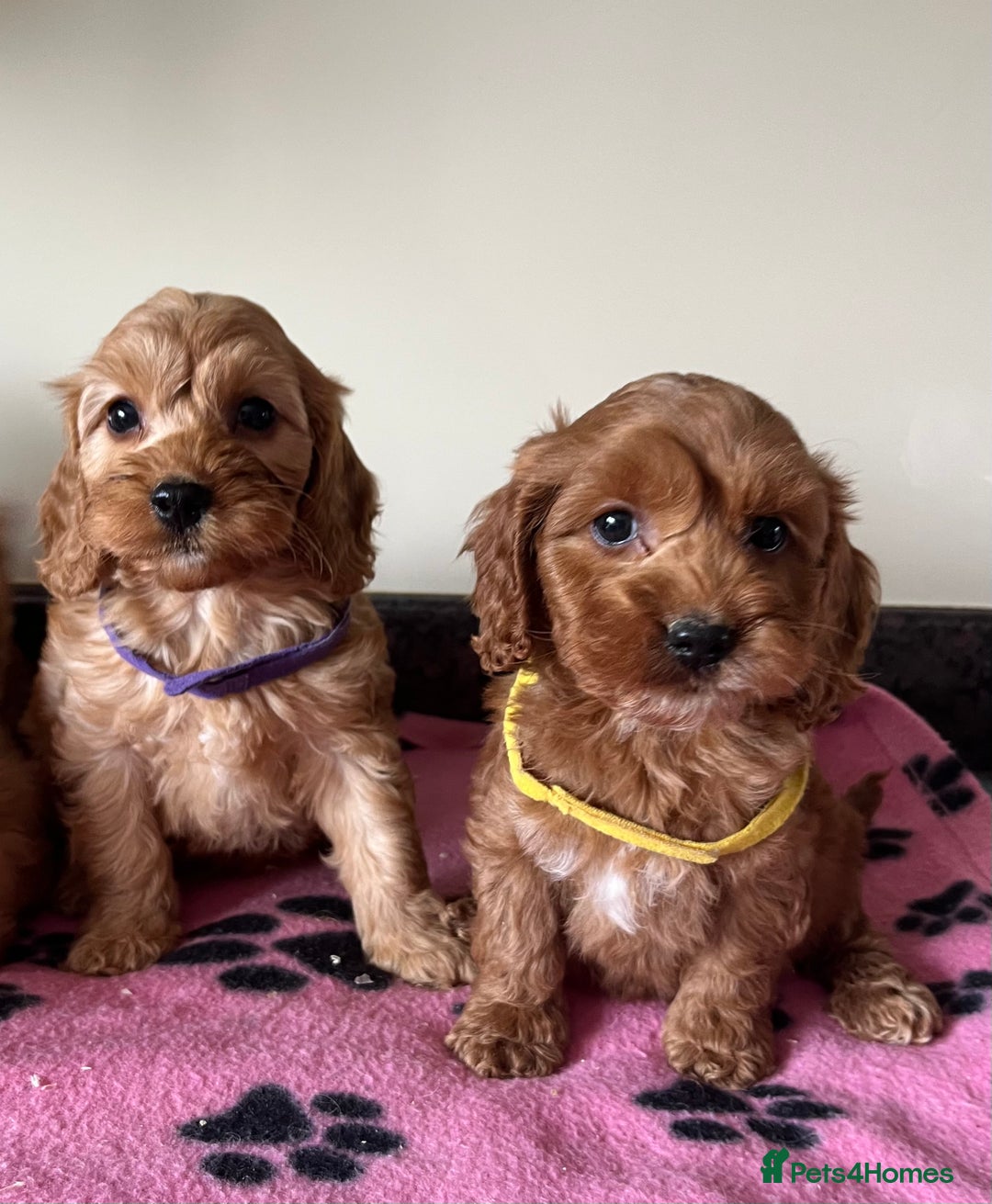 Cockapoo dogs for sale: Cockapoo puppies  - Image 11