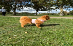 Pomeranian dogs for sale: Beautiful 6-Month-Old Pomeranian Girl for Sale  - Image 17