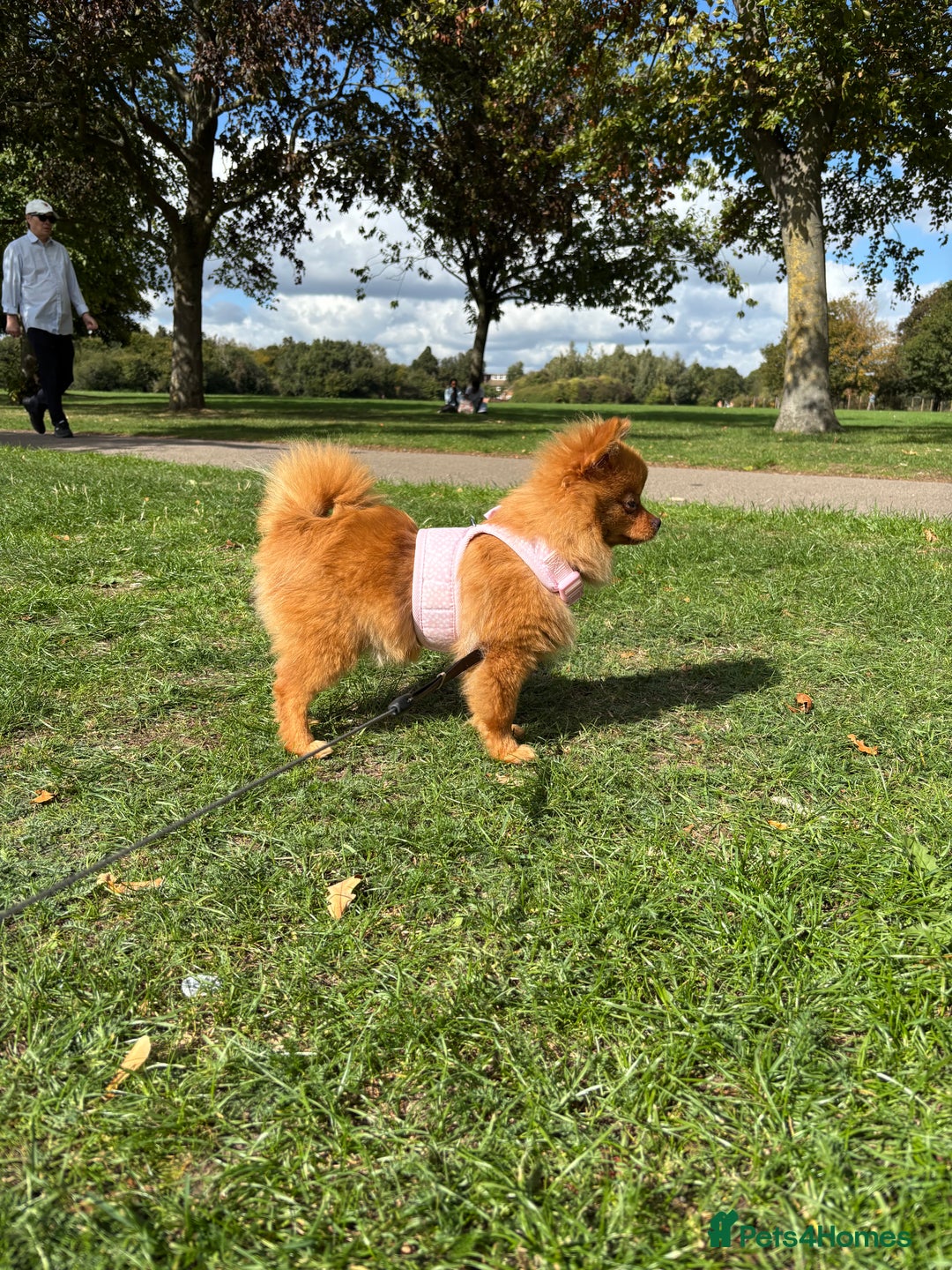 Pomeranian dogs for sale: Beautiful 6-Month-Old Pomeranian Girl for Sale  - Image 17