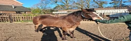 New Forest horses for sale: Smart registeted 3 year old geldings - Advert 2