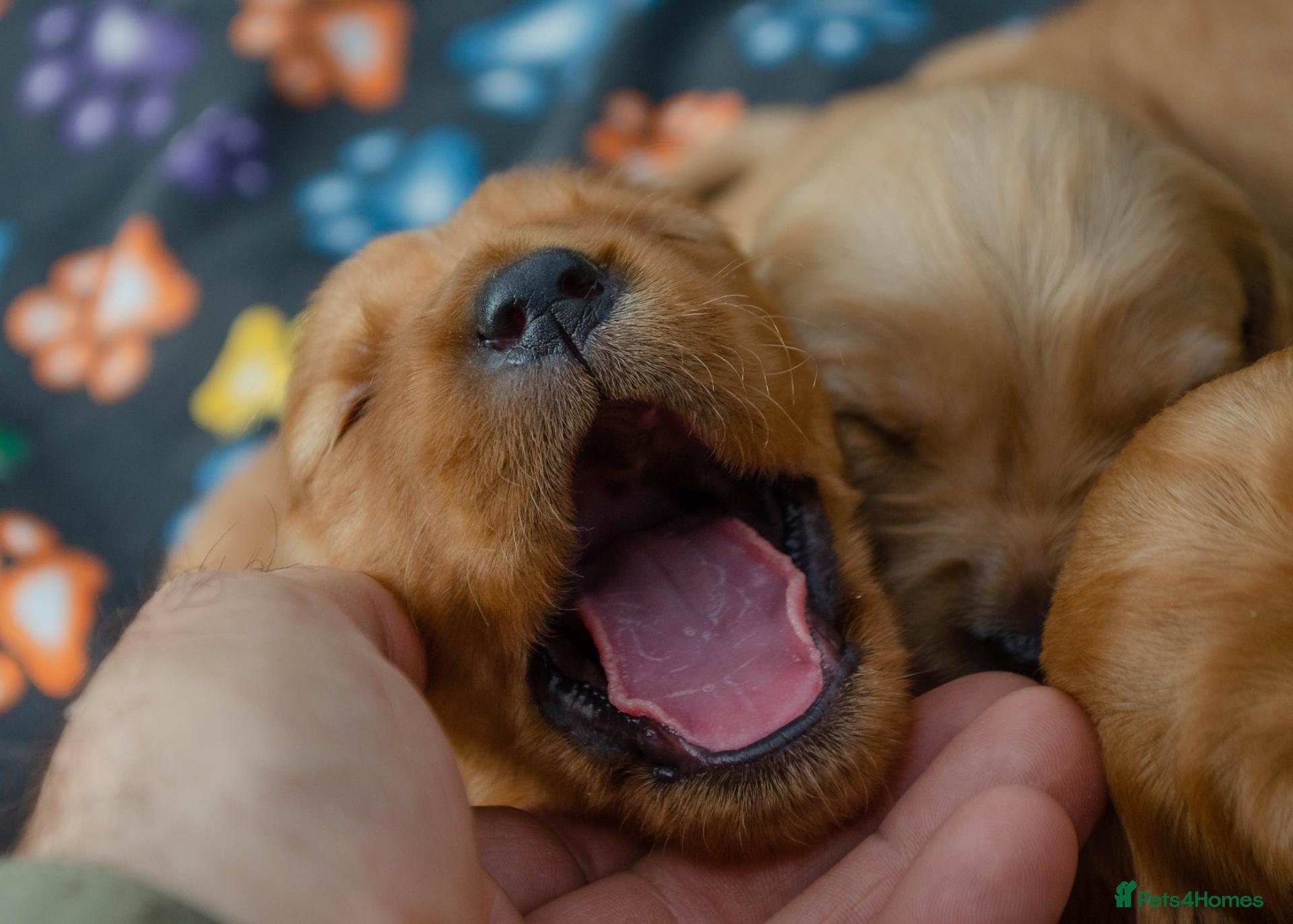 Golden Retriever dogs KC 𝑫𝒂𝒓𝒌 𝑹𝒆𝒕𝒓𝒊𝒆𝒗𝒆𝒓 𝑷𝒖𝒑𝒑𝒊𝒆𝒔 - Advert 6