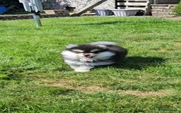 Pomsky dogs for sale: Pomsky puppies very small toy size F3  - Image 10