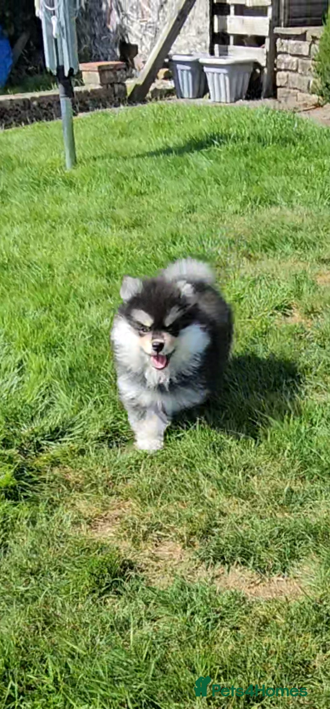 Pomsky dogs for sale: Pomsky puppies very small toy size F3  - Image 10