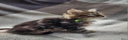 Siberian cats for sale: Traditional pure Siberian kittens, TICA reg - Advert 17
