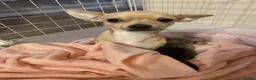 Chihuahua dogs for sale: KC registered Chihuahua  in Edinburgh - Advert 2