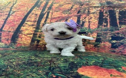 Maltipoo dogs for sale: Korean maltipoo puppies - Image 9