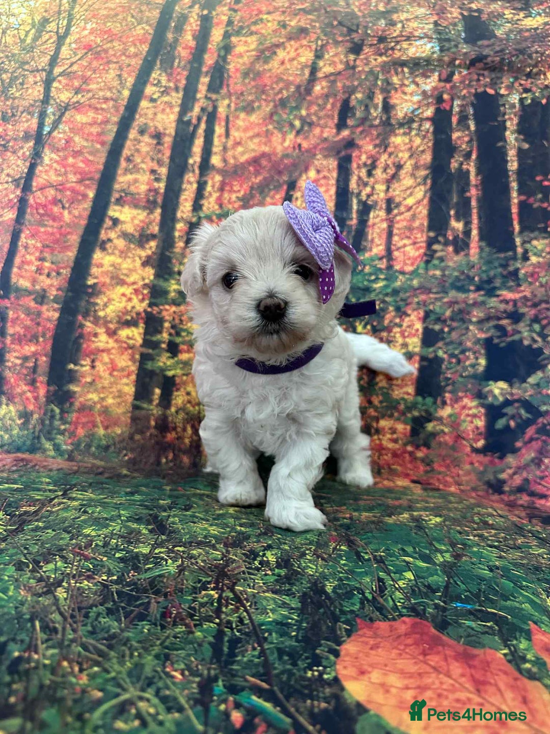 Maltipoo dogs for sale: Korean maltipoo puppies - Image 9
