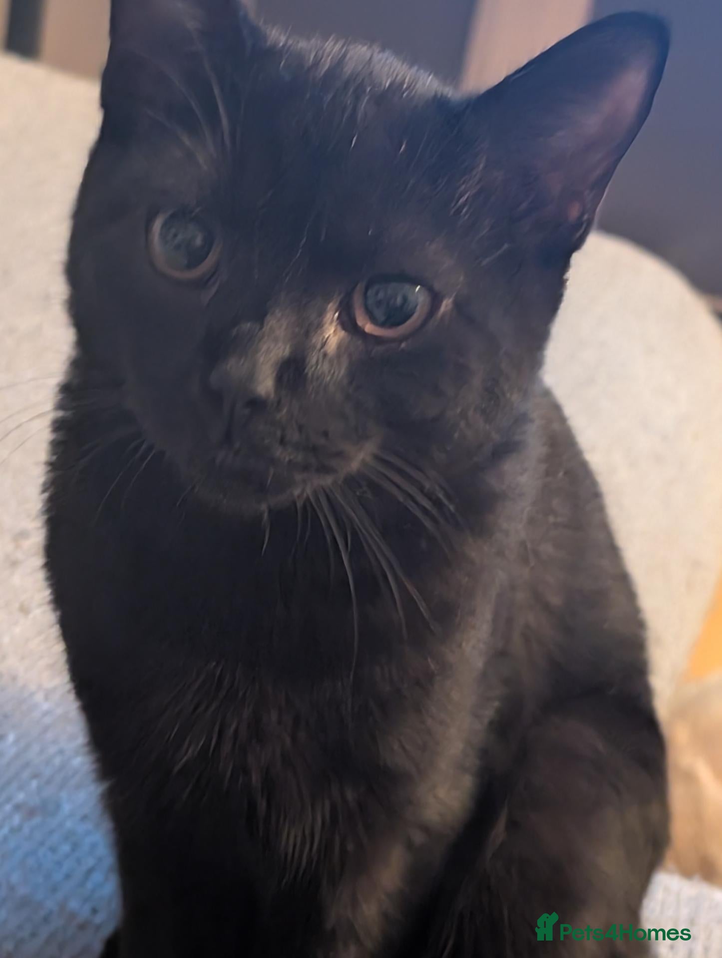 Mixed Breed cats Beautiful kitten for rehoming  - Advert 2