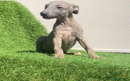 Whippet dogs for sale: Kc whippet pups  - Image 20