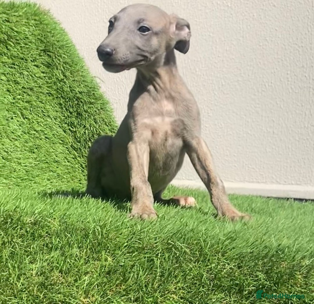 Whippet dogs for sale: Kc whippet pups  - Image 20