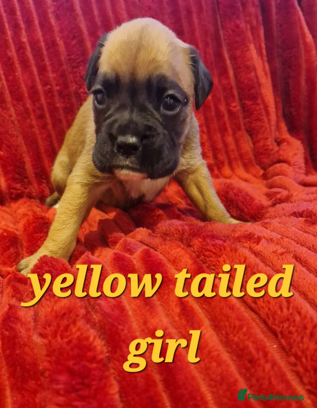 Boxer dogs for sale: KC reg Boxer Puppies - Advert 9