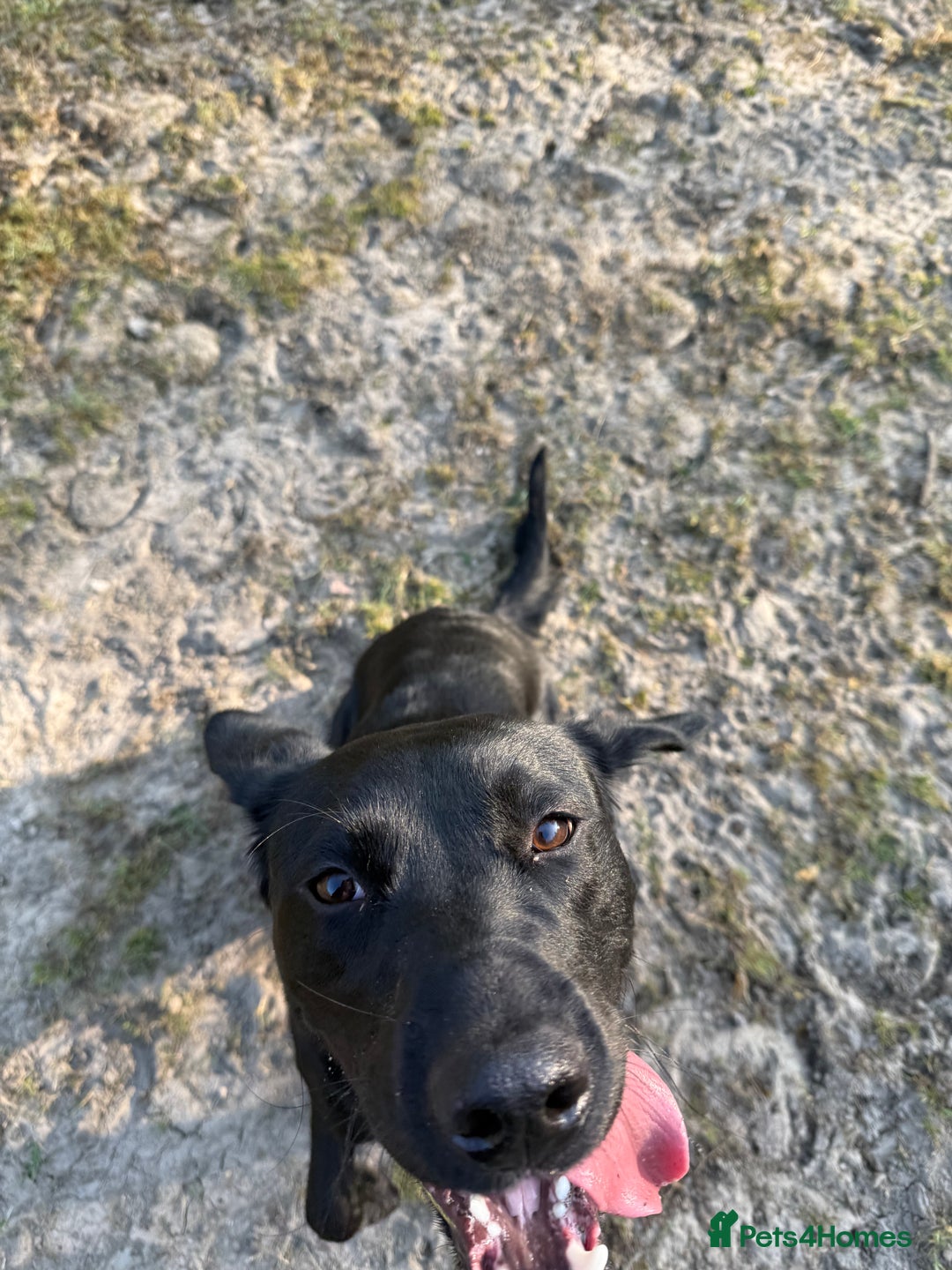 Mixed Breed dogs for sale: 1 year old GSP X Lab  - Image 11