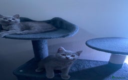 British Shorthair cats for sale: Adorable British shorthair kittens  - Image 6