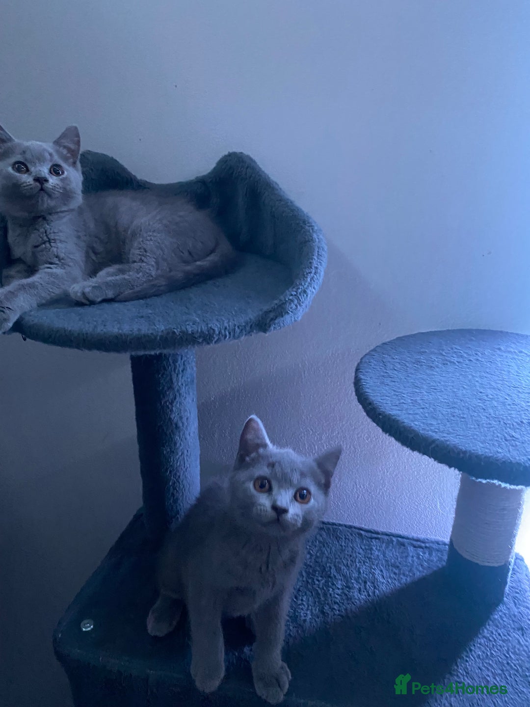 British Shorthair cats for sale: Adorable British shorthair kittens  - Image 6