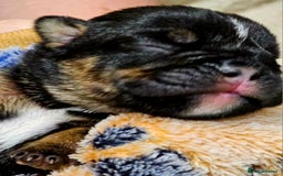 English Bulldog dogs for sale: KC Reg English Bulldogs Champion Bloodlines  - Image 19