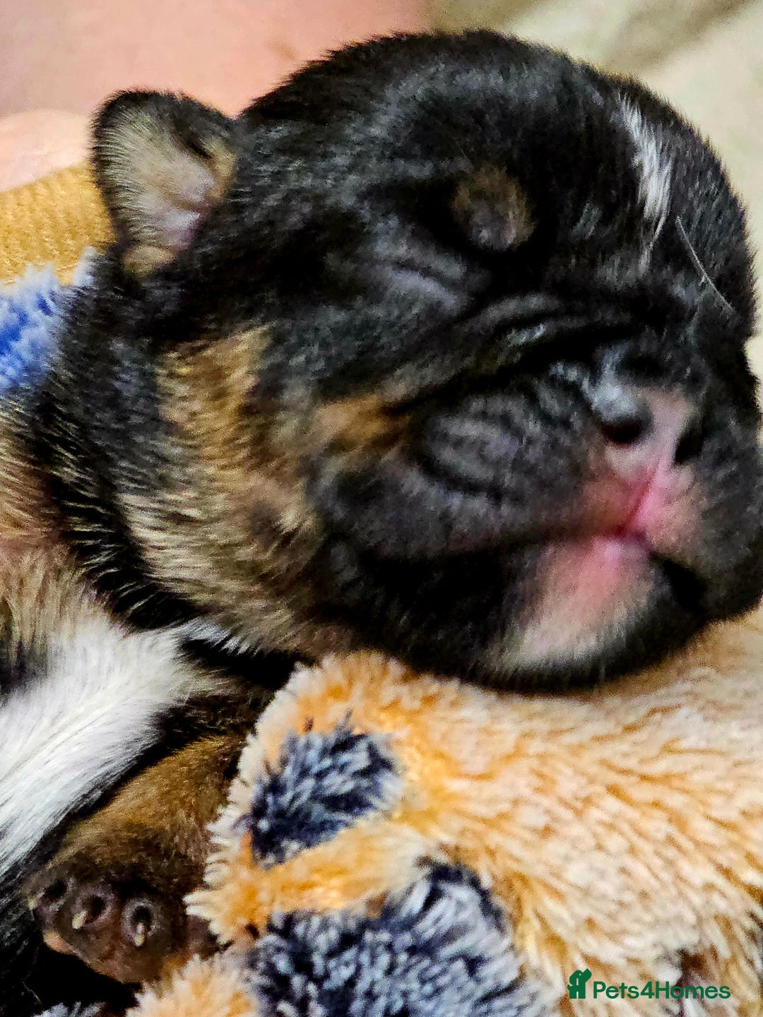 English Bulldog dogs for sale: KC Reg English Bulldogs Champion Bloodlines  - Image 19
