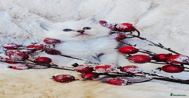 Ragdoll cats Cute Ragdoll kittens  - Advert 11