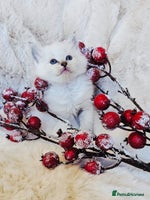 Ragdoll cats Cute Ragdoll kittens - Advert 5