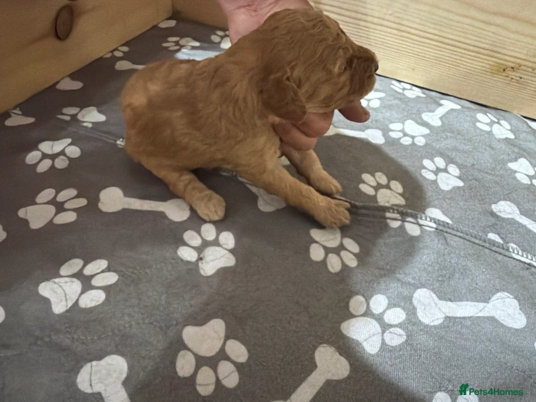 Labradoodle dogs for sale: mini labradoodle cross poddle f1bb  in Rochester - Advert 9