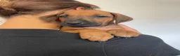 Rhodesian Ridgeback dogs for sale: European Champion Pedigree KC  - Advert 3