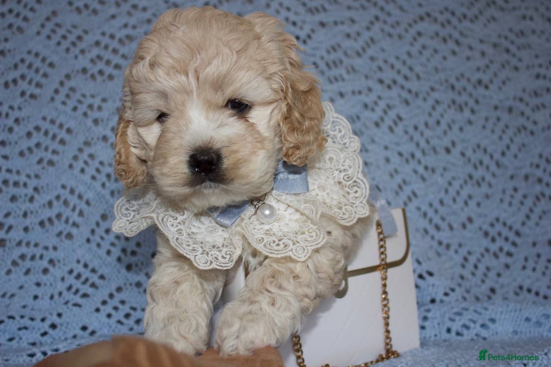 Cockapoo dogs for sale: Unique F1 Cockapoo Puppies - Image 19