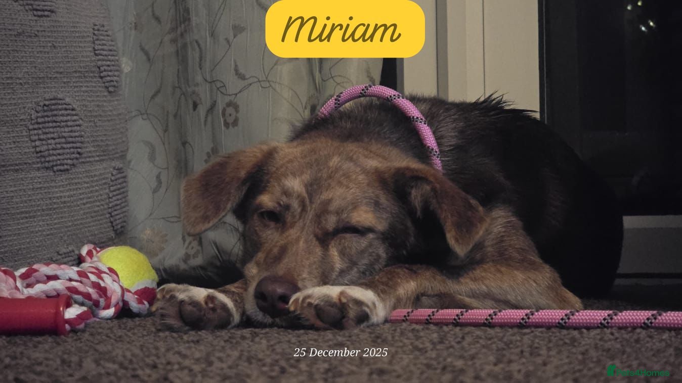 Mixed Breed dogs Miriam, 14 months approx. Available for adoption.. - Advert 13
