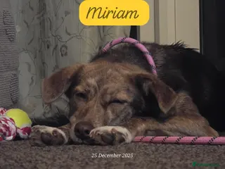 Mixed Breed dogs Miriam, 14 months approx. Available for adoption.. - Advert 13