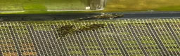 Plecos fish for sale: L236rb standard grade. 1” - Advert 2