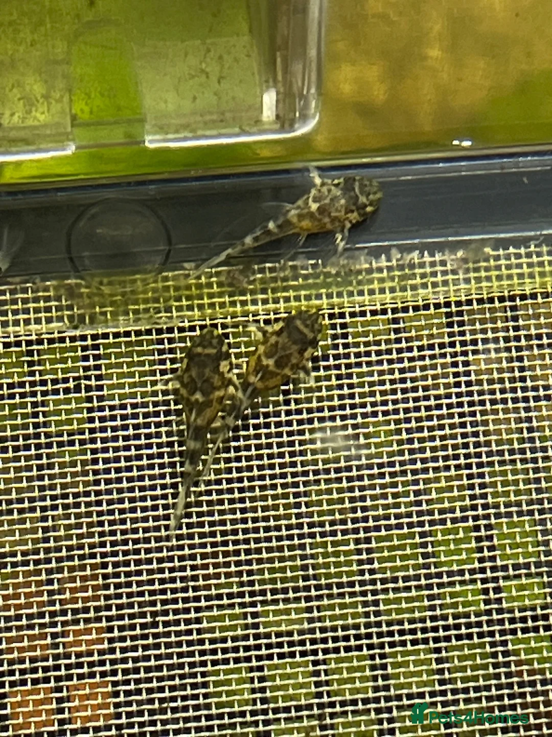 Plecos fish for sale: L236rb standard grade. 1” - Advert 2