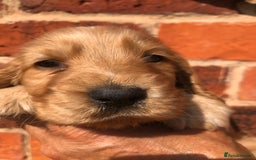 Cocker Spaniel dogs for sale: Pure beautiful show cocker spaniel puppies  - Image 25
