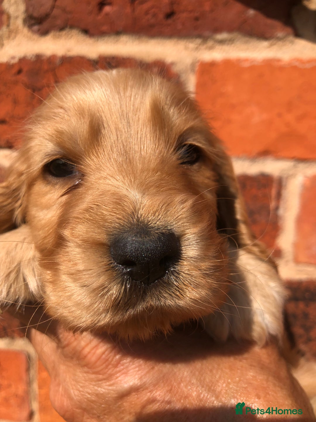 Cocker Spaniel dogs for sale: Pure beautiful show cocker spaniel puppies  - Image 25