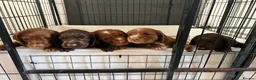 Cocker Spaniel dogs for sale: working cocker spaniels  - Advert 21