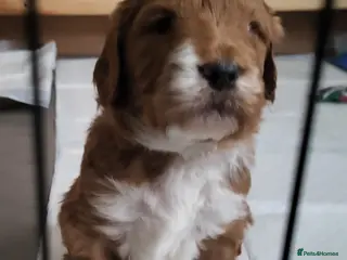 Goldendoodle dogs Goldendoodle-Doubledoodle with unique coat pattern - Advert 6