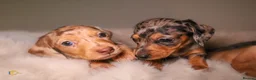 Miniature Dachshund dogs for sale: Beautiful Miniature Dachshunds in London - Advert 7