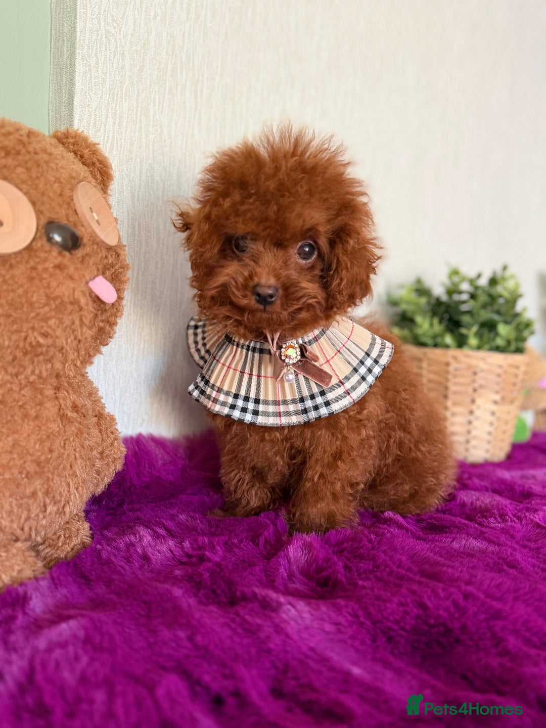 Poodle dogs for sale: Stunning Asian poodle boy for sale  - Advert 6