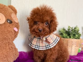 Poodle dogs Tiny teddy bear Asian poodle boy looking for 🏡 - Advert 7
